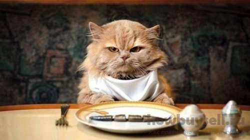 Как выбрать витамины для кошек и котов
