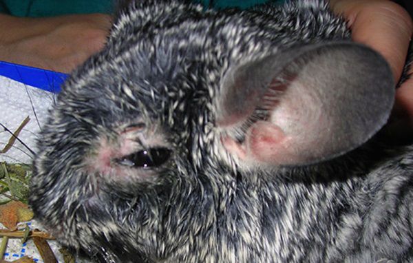 Конъюнктивит у шиншиллы