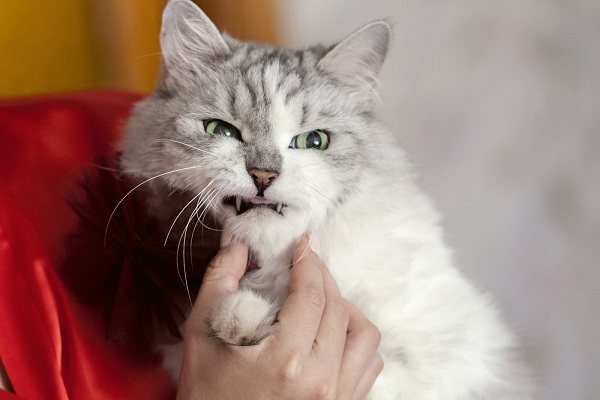 короновирусный энтерит у кошек