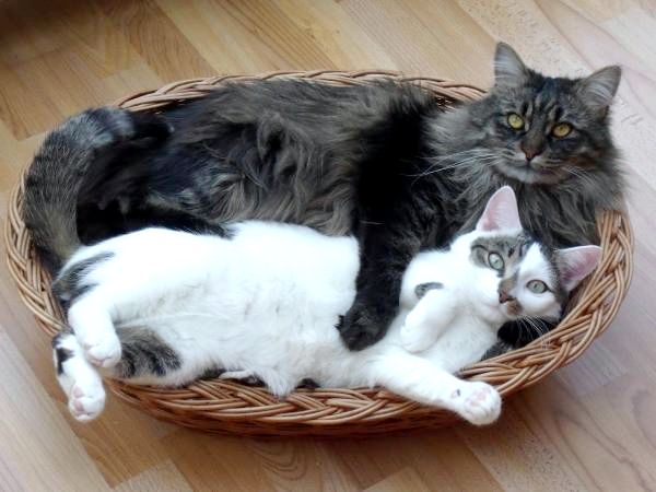 Кошачий парвовирус: как заражается кошачий парвовирус?