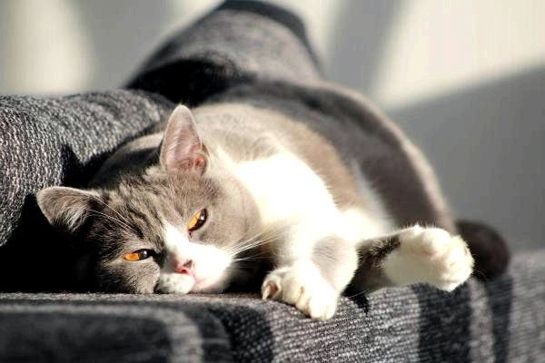 Кошачий парвовирус - симптомы панлейкопении у кошек