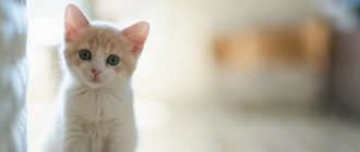 Кошка расчесала шею до крови: что делать и чем лечить - Zverki.Click