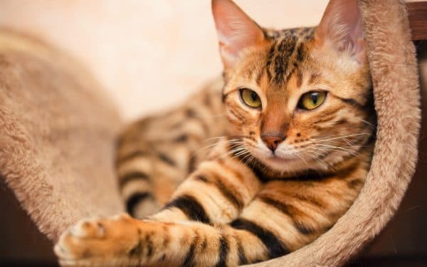 Кошки и число 9