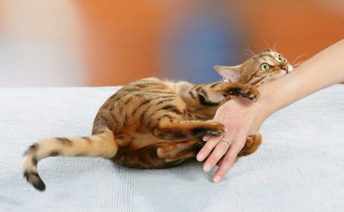 Кот кусается