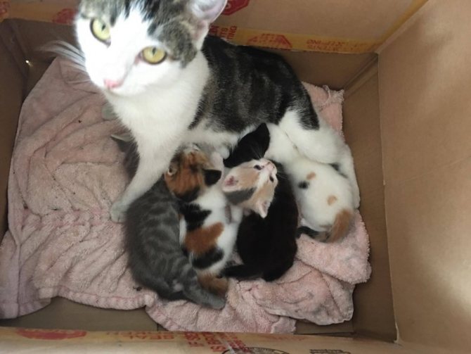 Котята