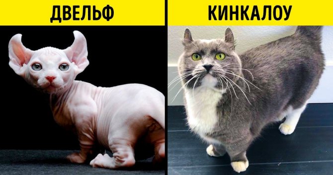 Кудрявые породы кошек - названия, описание и фото