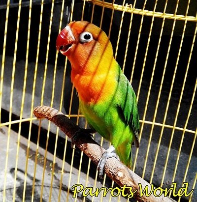 Неразлучник готов к общению