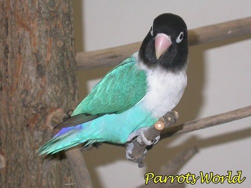 Неразлучник прислушивается