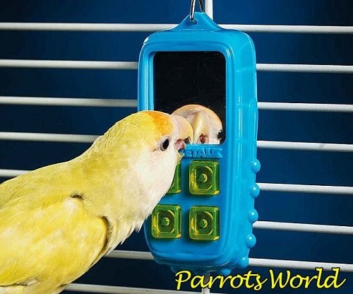 Неразлучник у зеркала