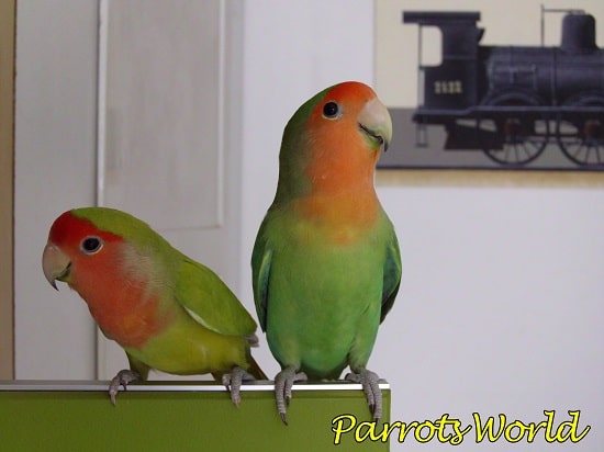 Пара неразлучников