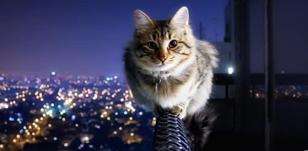 Почему у кошек 9 жизней