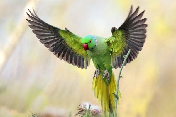 Попугай смотрится в полете великолепно