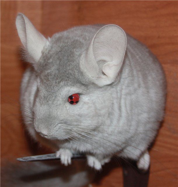 При покупке взрослой шиншиллы оставьте животному его прежнюю кличку