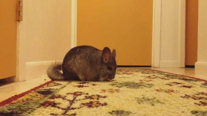 Прогулка шиншиллы по дому под наблюдением хозяина