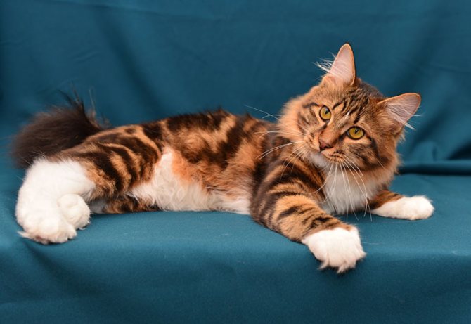 Рацион кошек