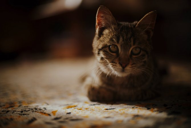 Рвота у котят