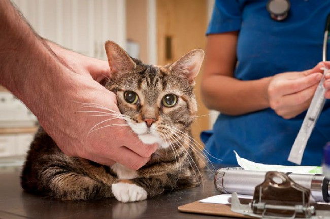 Сахарный диабет у кошек: симптомы, лечение, диета (чем кормить)