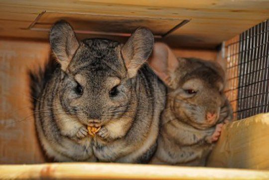 Самцы более дружелюбны по сравнению с особями женского пола