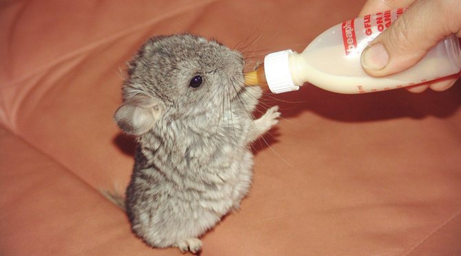 Шиншиллу, которая находится на искусственном вскармливании, быстрее привыкает к человеку