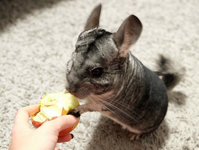 Шиншиллу можно кормить летом травой, семенами растений, сухими хлебными корочками, а зимой - сеном и сушеными фруктами