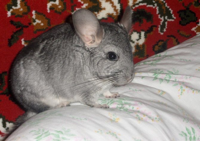 Шиншиллы любят погулять по квартире