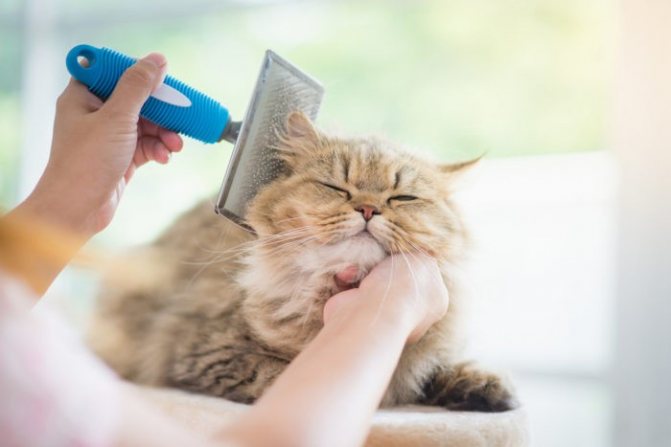шотландский вислоухий кот сильно линяет что делать