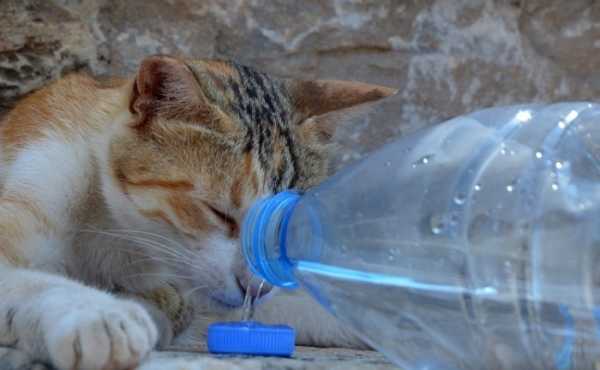 Сколько в норме воды должна пить кошка