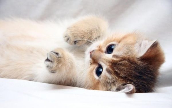 Сонник рыжие котята маленькие много