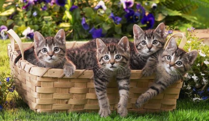 Сонник рыжие котята маленькие много