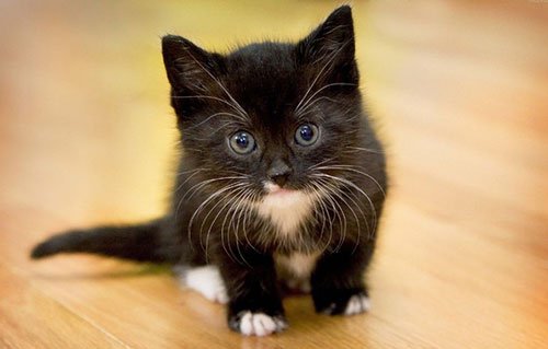 Сонник рыжие котята маленькие много