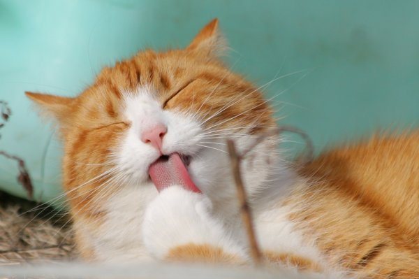 сухой нос у котенка