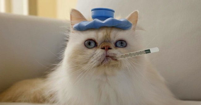Температура у кошек [нормальная, повышенная, пониженная]
