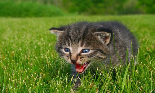 трактование снов с котятами