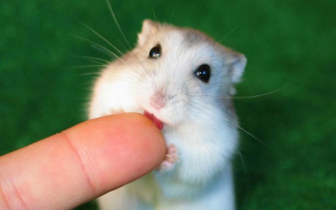 Укусил хомяк