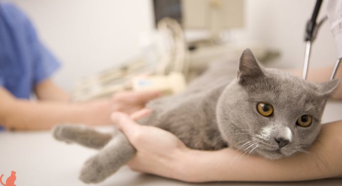 Узи кошке