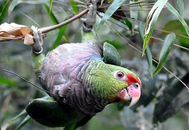 Венесуэльский амазон: что это за птица и как её содержать