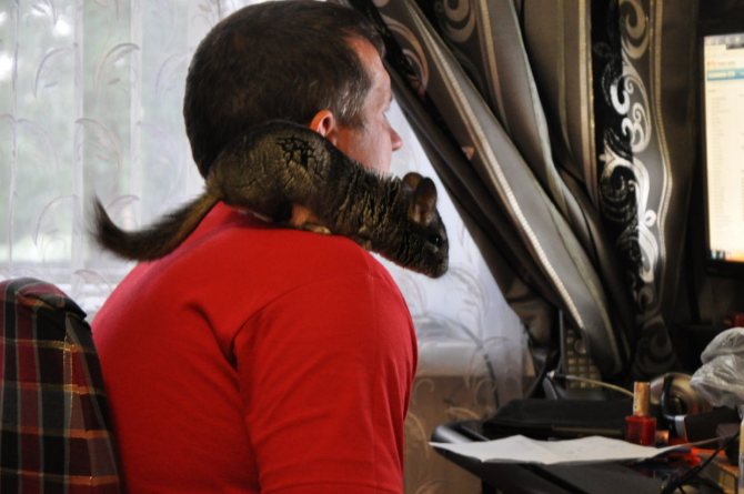 Вне клетки, шиншиллы постоянно смотрят по сторонам, оценивая обстановку и возможные угрозы