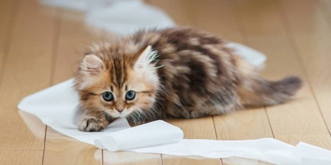 Воспитание котенка, как правильно воспитать умного кота, как воспитывать котенка