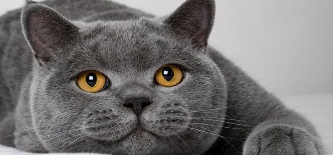 Все о выращивании самых милых кошек Британские короткошерстные: описание породы, отзывы хозяев