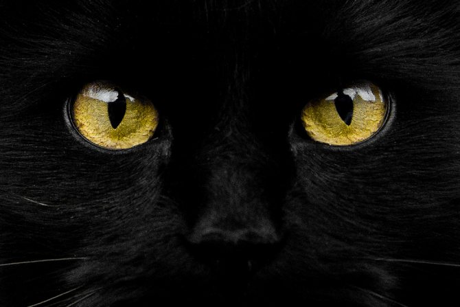 Взгляд черного кота