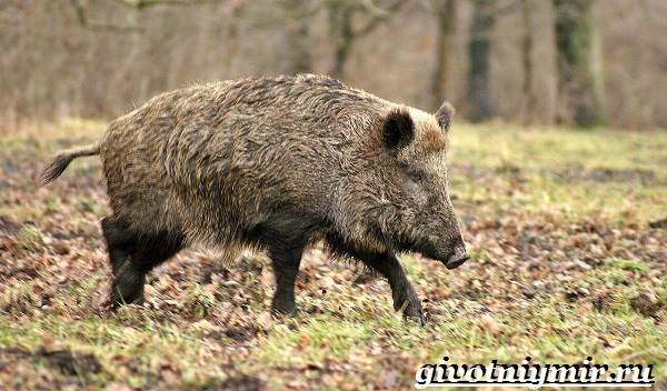 Животные-Крыма-Описания-названия-и-особенности-животных-Крыма-10