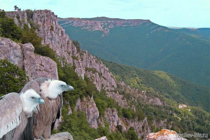 Животные Крыма