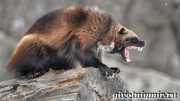 Животные-Урала-Описания-названия-и-особенности-животных-Урала-12