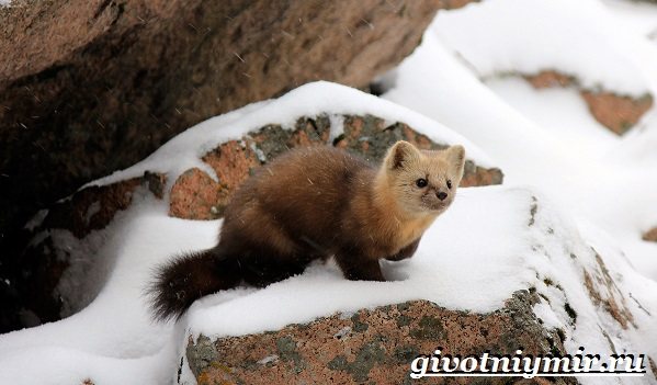 Животные-Урала-Описания-названия-и-особенности-животных-Урала-14