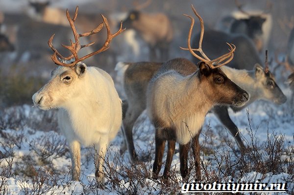 Животные-Урала-Описания-названия-и-особенности-животных-Урала-3